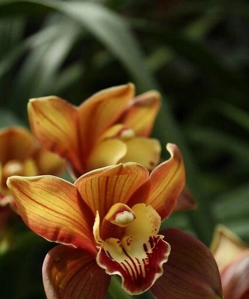 花与花的搭配，花语有何深意？
