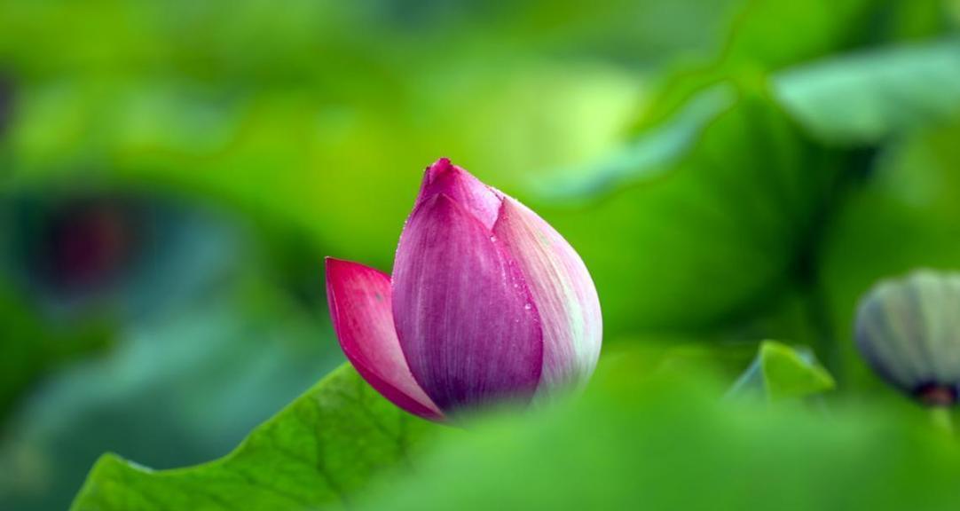 麒麟水乡的花语代表了什么？