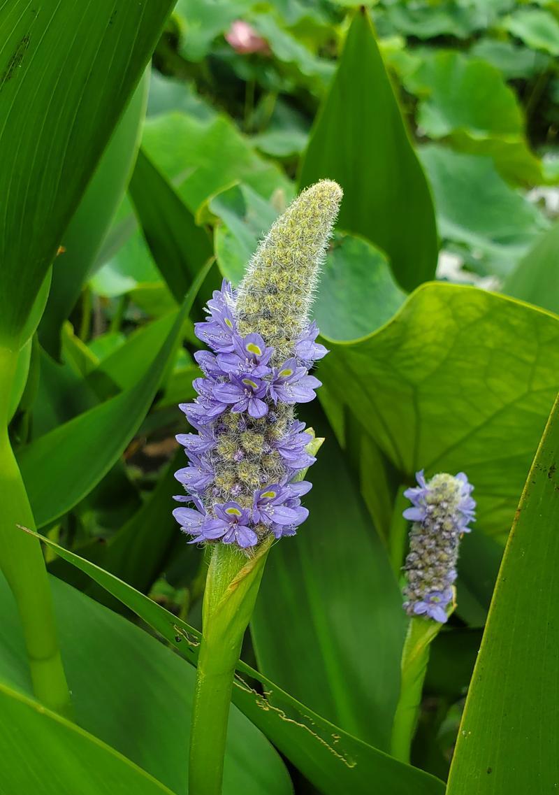 麒麟水乡的花语代表了什么？