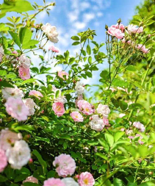 花信花语自然话是什么？花信花的自然寓意有哪些？