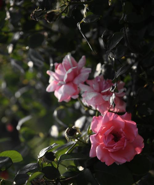 花信花语自然话是什么？花信花的自然寓意有哪些？