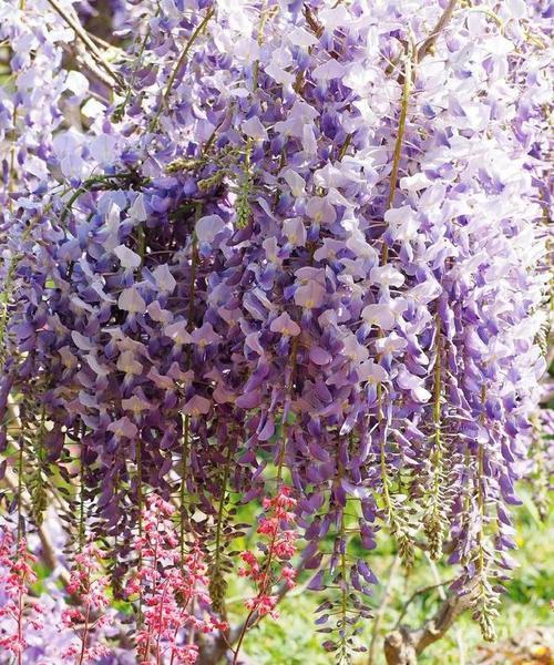花信花语自然话是什么？花信花的自然寓意有哪些？