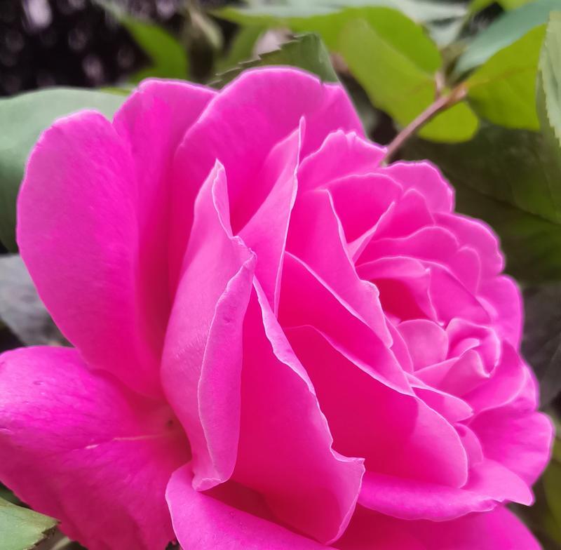 黑红月季的花语和花语是什么？黑红月季有何特别含义？