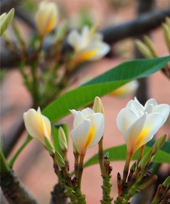 温迪适合哪种花的花语？它们各自代表了什么？