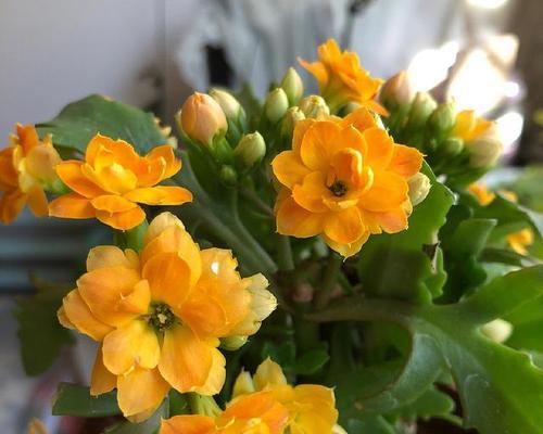 挚爱满溢的花语代表什么？挚爱满溢的花象征着什么？