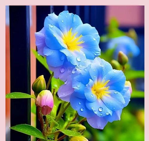 挚爱满溢的花语代表什么？挚爱满溢的花象征着什么？