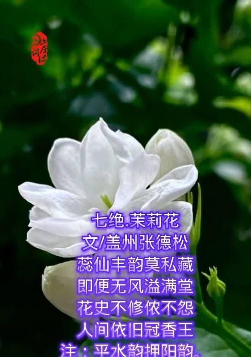 挚爱满溢的花语代表什么？挚爱满溢的花象征着什么？