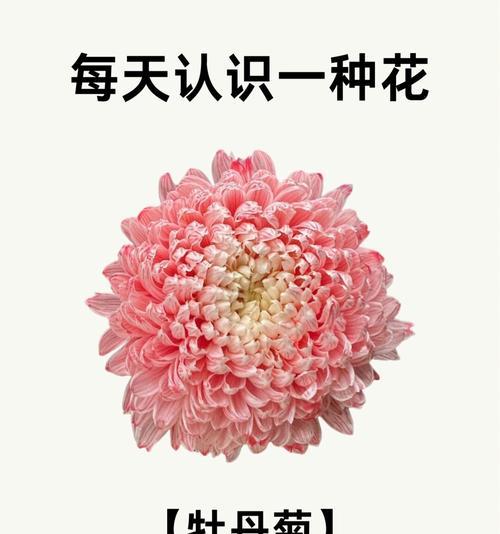 菊花的花语有哪些深层含义？