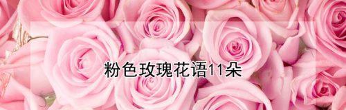 郑小妹玫瑰花语的含义是什么？