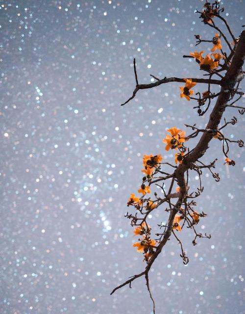 星空花语代表了哪些纯真情感？