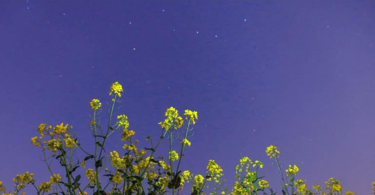 星空花语代表了哪些纯真情感？
