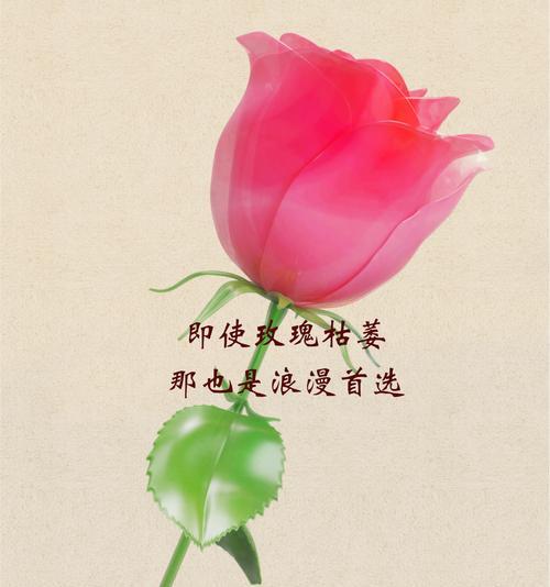 送男生哪种花的花语最合适？