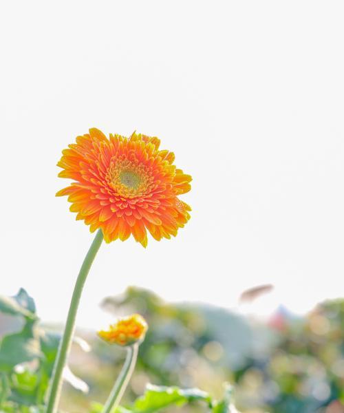 明媚阳光的花语是什么？它象征着什么？