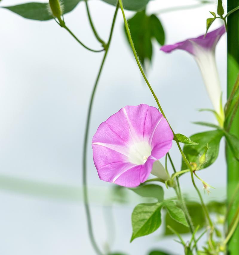 明媚阳光的花语是什么？它象征着什么？