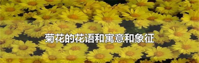 美人鱼象征的花语有何寓意？