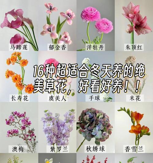 秘密的花语有哪些特别之处？