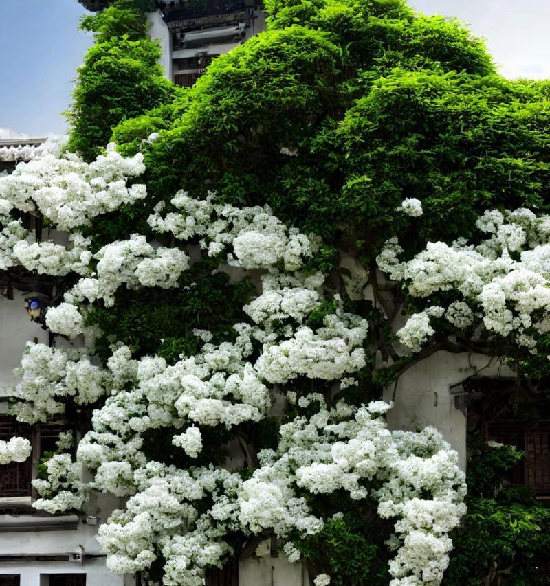 流苏花开寓意何在？花语又传达了什么信息？