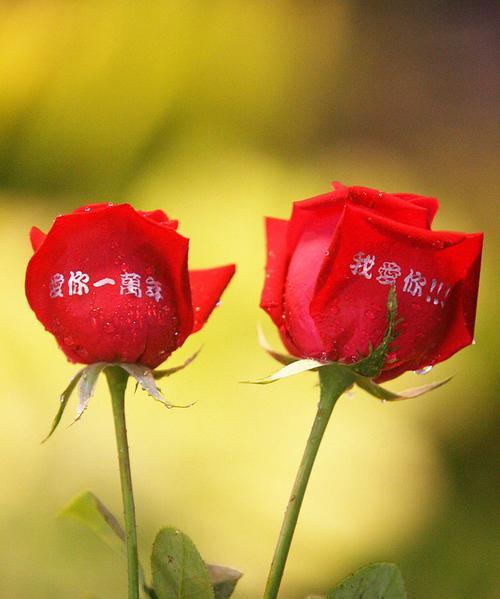 致我们逝去的爱情花语是什么？表达逝去爱情的花语有哪些？