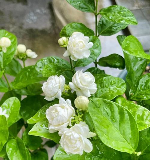 致我们逝去的爱情花语是什么？表达逝去爱情的花语有哪些？