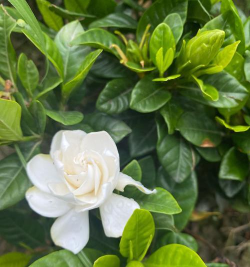 发财花的花语和寓意有哪些？它象征着什么？