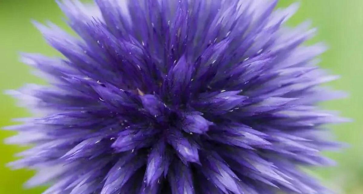 绿荫花象征着什么？它的花语有何特别之处？