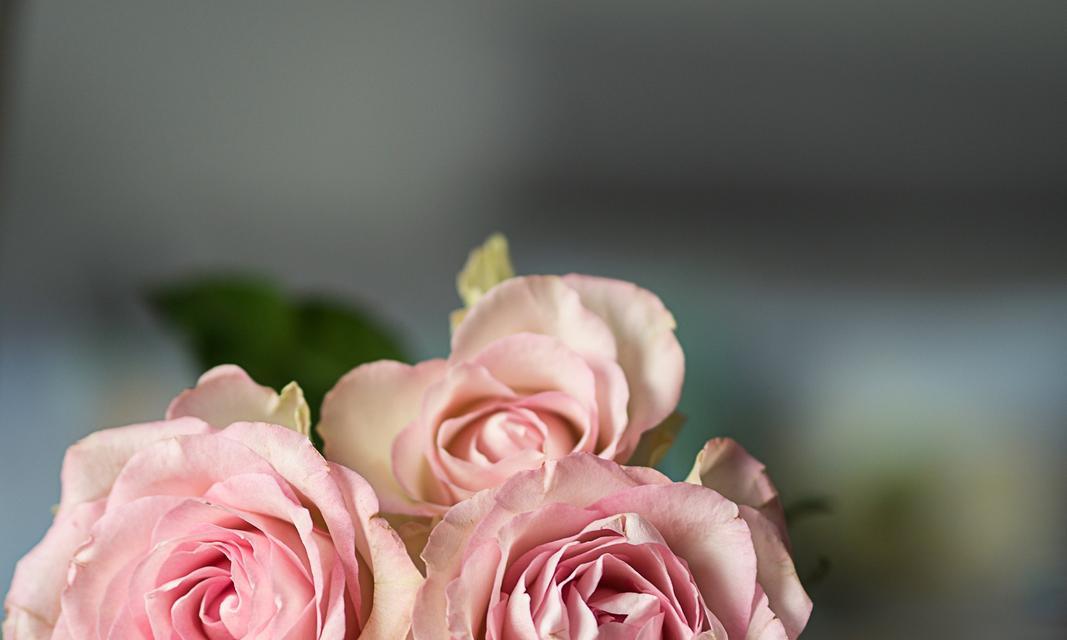 喜欢某人的花语是什么？这种花语表达了怎样的情感？