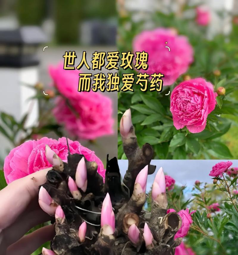 哪些花的花语听起来最为动人？