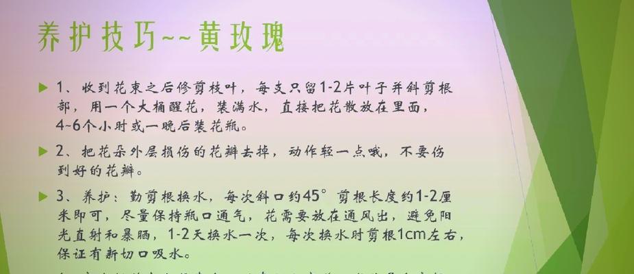 隐入尘烟中的玫瑰花语是什么？这种玫瑰象征着什么？