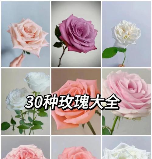 隐入尘烟中的玫瑰花语是什么？这种玫瑰象征着什么？