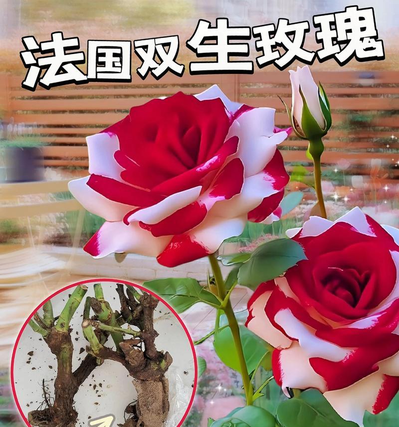 玫瑰花的寓意是什么？玫瑰花的话语有哪些？