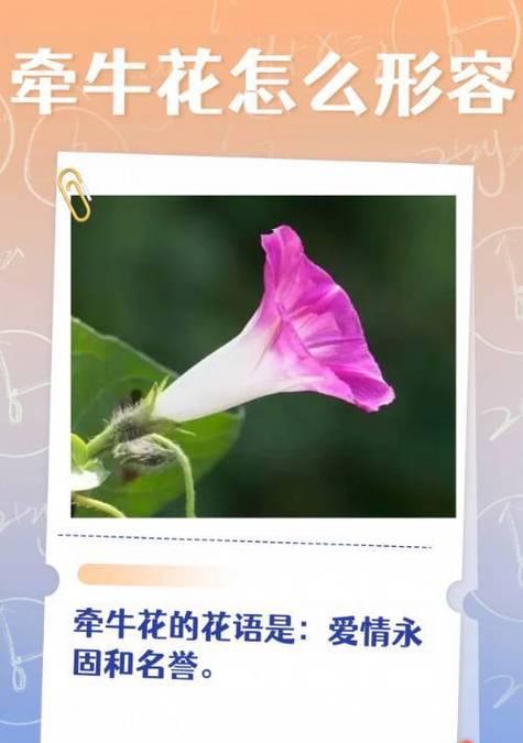 哪种花的花语是关于悲伤爱情的？它传递了什么信息？