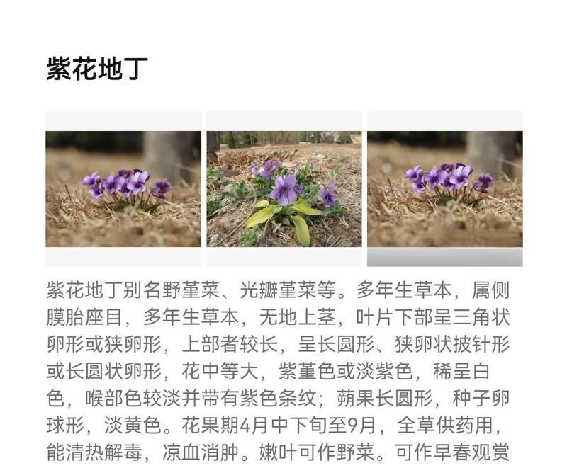 哪种花的花语是关于悲伤爱情的？它传递了什么信息？