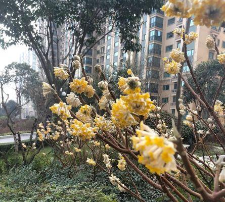 冰碎花的花语是什么？它有什么特别的寓意？