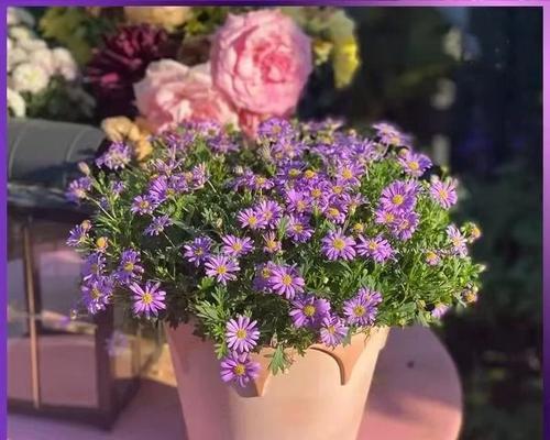 冰碎花的花语是什么？它有什么特别的寓意？