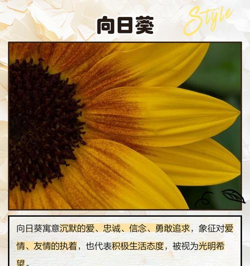 终见晴花语和寓意是什么？表达怎样的情感？