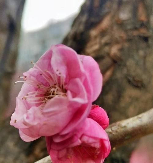 相思梅花语有何寓意？梅花的花语是什么？