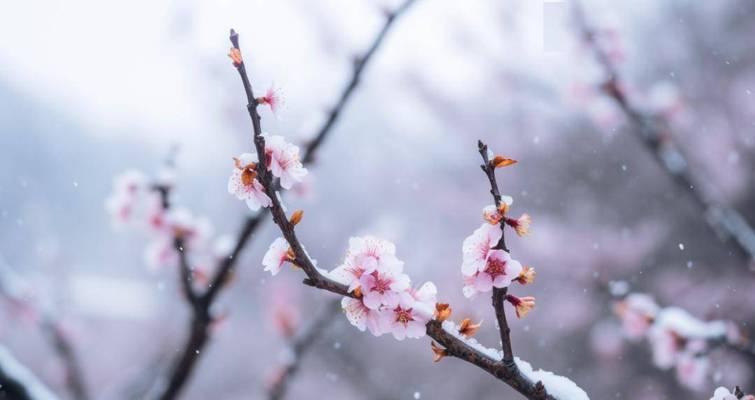 相思梅花语有何寓意？梅花的花语是什么？