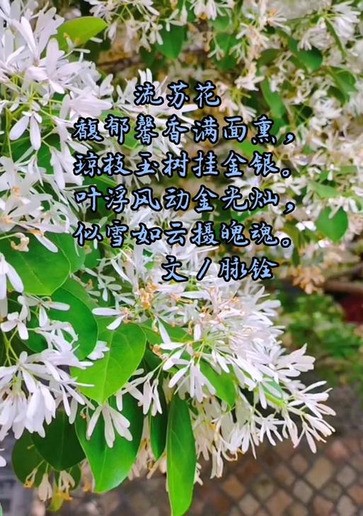 流苏树的花语象征着什么？它有哪些特别的寓意？
