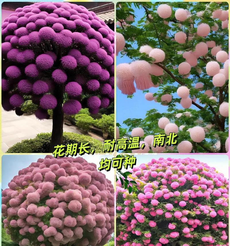 流苏树的花语象征着什么？它有哪些特别的寓意？