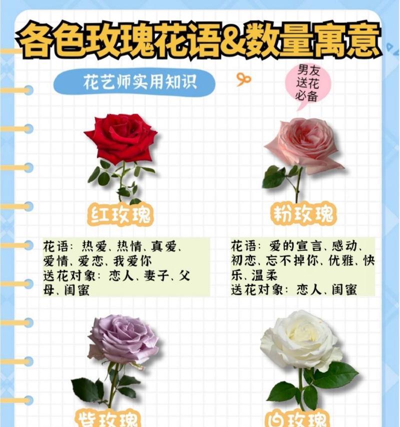 黄花玫瑰的寓意是什么？黄花玫瑰的花语有哪些？