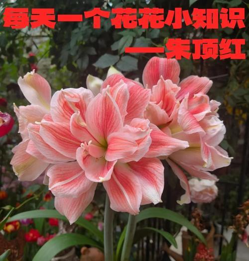 泥地上的花代表什么？它的花语有何深意？