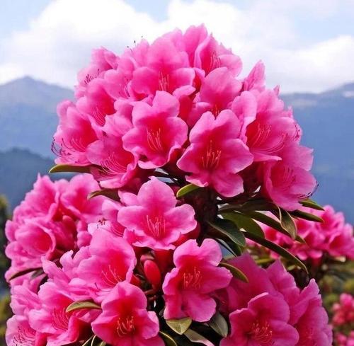泥地上的花代表什么？它的花语有何深意？