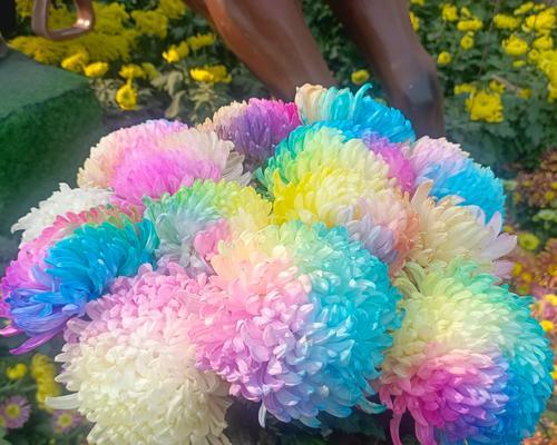 泥地上的花代表什么？它的花语有何深意？