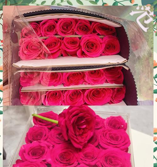 “永远爱你”花语的含义是什么？永远爱你的花语代表什么？