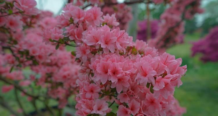 花园中哪种花的花语最为人熟知？它的象征意义是什么？