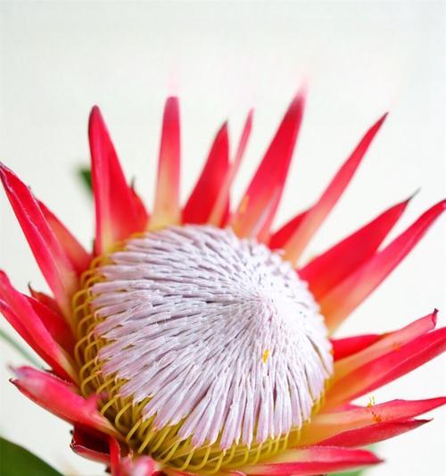 花园中哪种花的花语最为人熟知？它的象征意义是什么？
