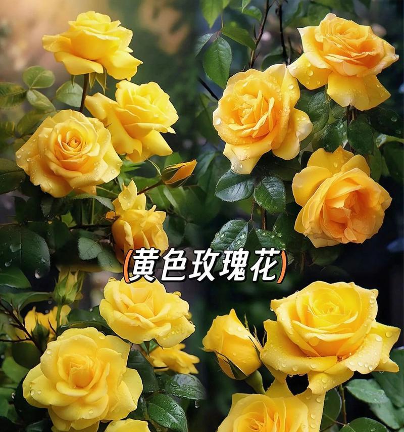 玫瑰花的花语有哪些不同的解释？