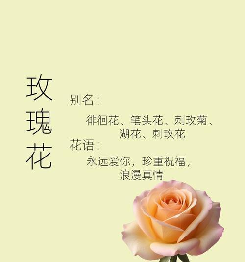 玫瑰花的花语有哪些不同的解释？