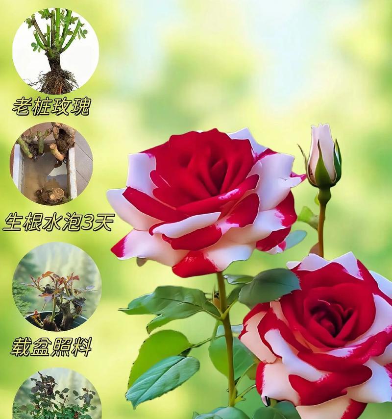 玫瑰花的花语有哪些不同的解释？