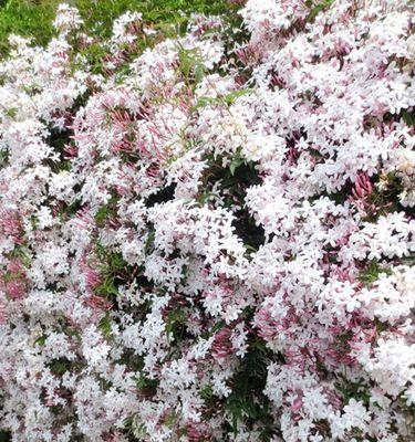 素馨花语代表了什么？素馨花的寓意有哪些？